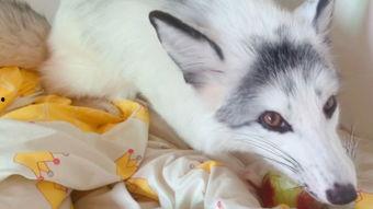 娱乐吃瓜酱狐狸,揭秘娱乐圈背后的那些事儿